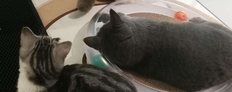 小猫晚上特别闹腾影响睡觉怎么办