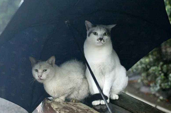 流浪猫冬天怎么过冬