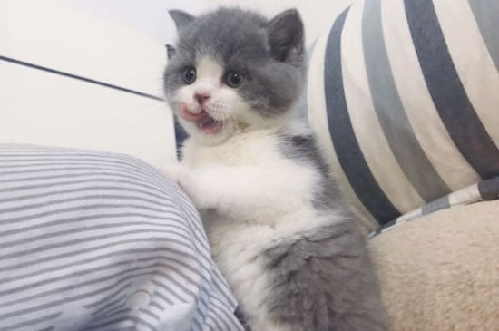 猫叫春吃什么药