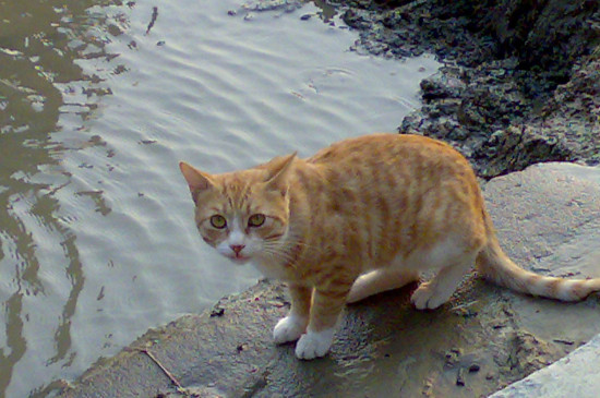 野猫吃什么