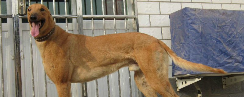 格力犬一顿喂多少食