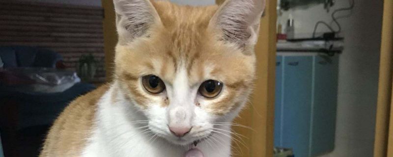 猫鼻子里面有黑色鼻屎