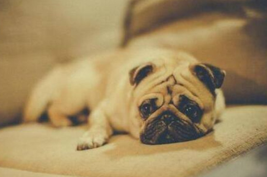 适合和边牧混养的犬种，能与边牧和睦相处的三种狗