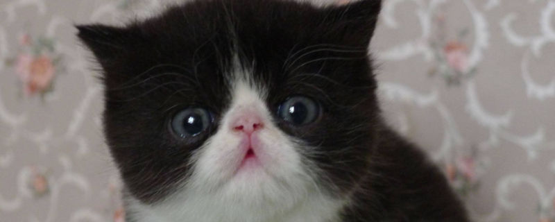 加菲猫怎么表达爱主人