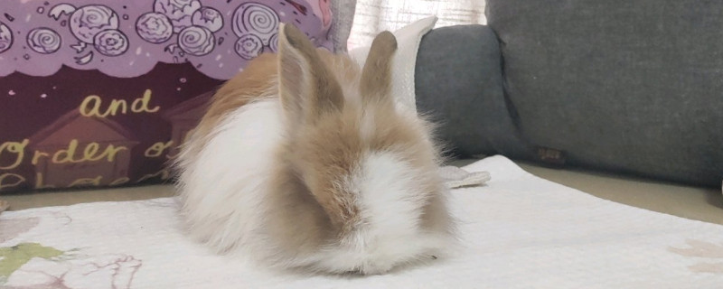 猫猫兔怎么训练