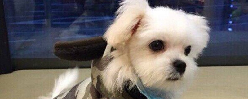 狗狗后腿抽搐一抖一抖