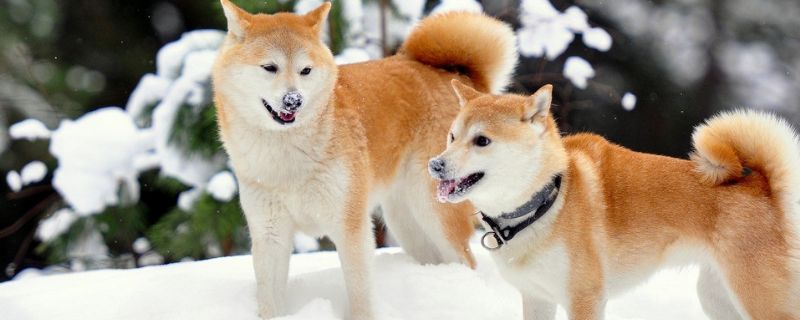 为什么养柴犬的人很少