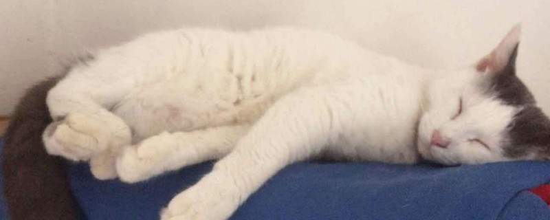 猫腹水摸起来什么感觉