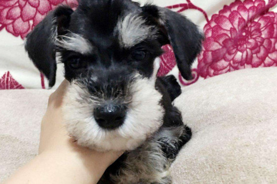 什么小型犬好养又聪明