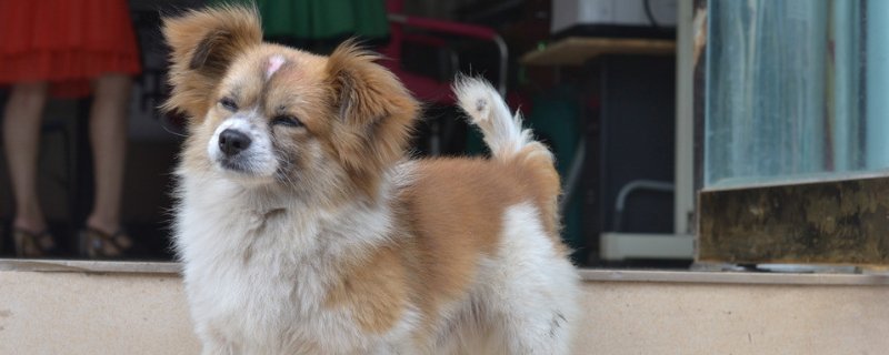 狗可以吃莲雾吗，莲雾能给狗吃吗