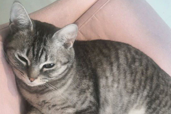 猫呼吸带轻微哨子声