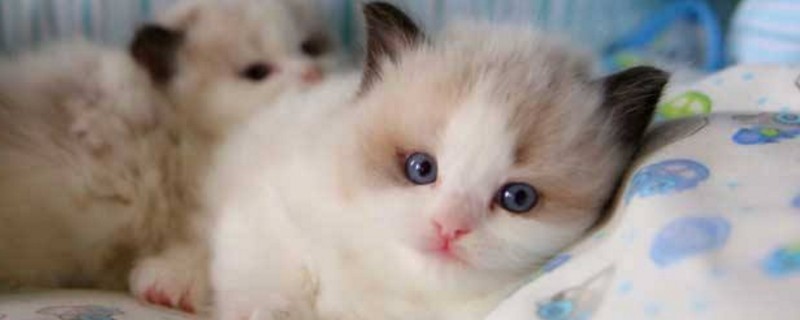 布偶猫怎么吃长的快