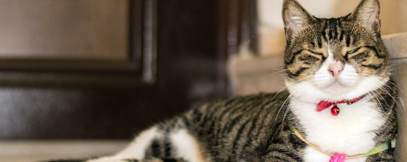 被陌生猫亲近什么预兆