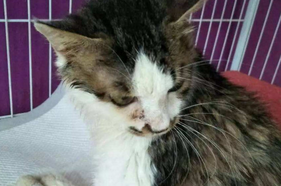 猫喝完水一抽一抽的