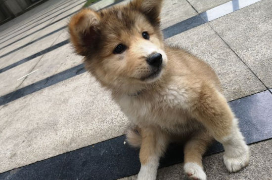 狗狗得狂犬病十天会死
