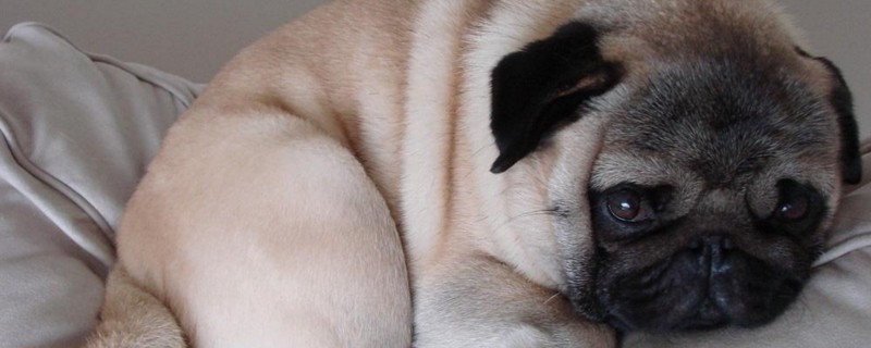 巴哥犬死前的症状