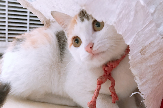 猫喉咙卡东西症状