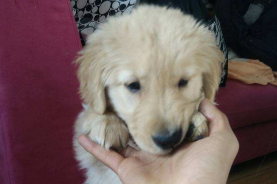 犬瘟狗狗抽搐能自愈吗