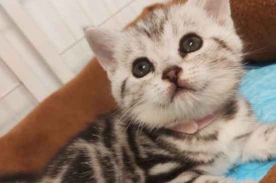 猫咪吐黄水不吃东西只喝水