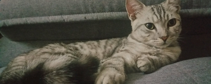 猫咪总是噗噗的呼吸声