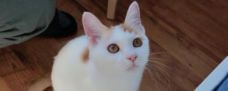 怎么让猫听话