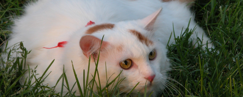 土耳其梵猫吃什么