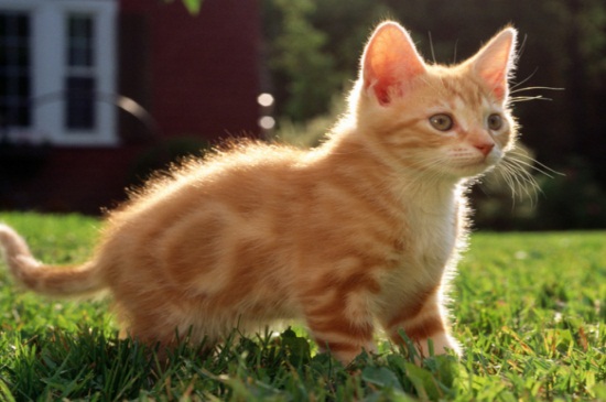 猫咪换猫粮拉稀怎么办