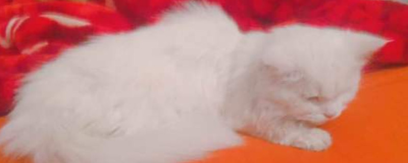 猫咕噜噜叫是怎么回事