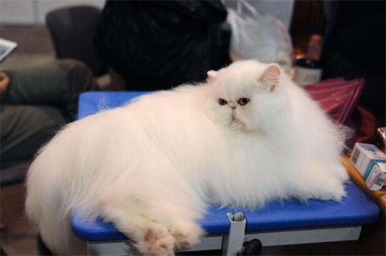 怀孕的猫能体外驱虫吗