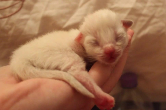 母猫死了小猫崽怎么办