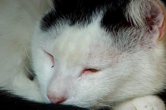 日本截尾猫多少钱一只，价格大概在3000-5000元之间