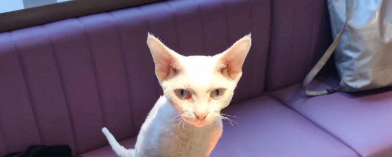 斯芬克斯猫为什么贵