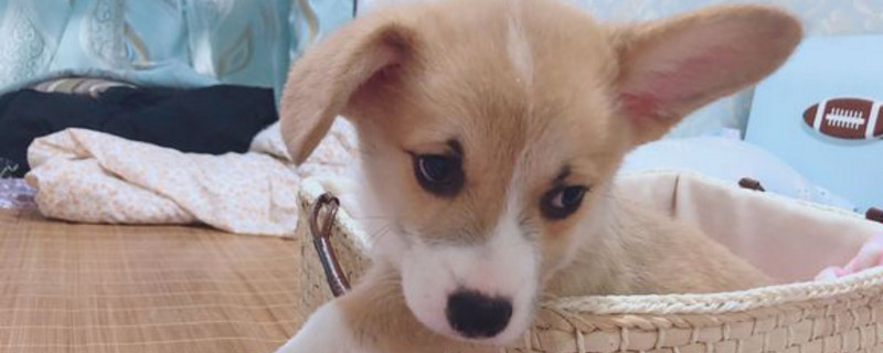 狗狗倒吸气是怎么回事