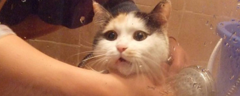 打了猫猫能记仇多久
