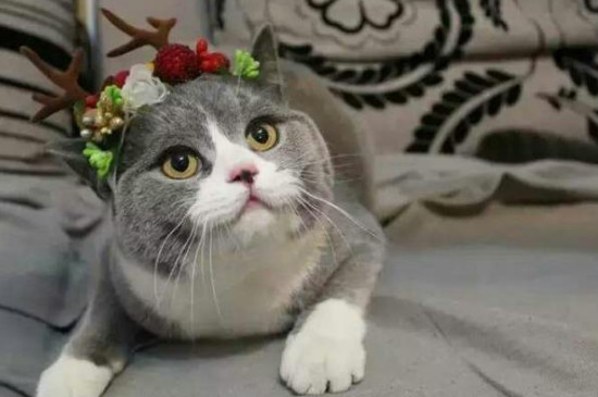 猫晚上一直叫像小孩
