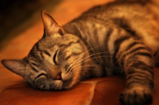 猫咪死了怎么办