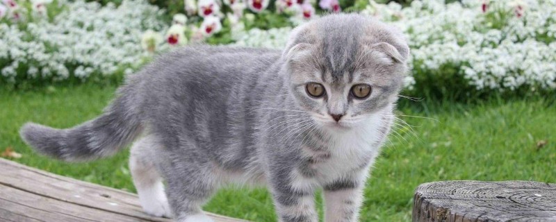 半折耳猫会不会发病