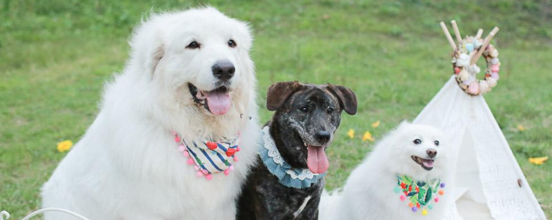 大白熊犬哪里可以养