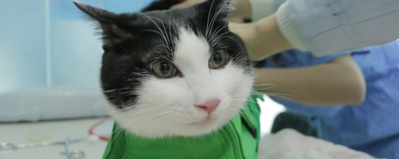 猫一直打呼噜没停过