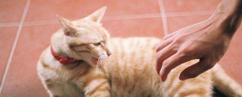 宠物猫抓破皮要打针吗