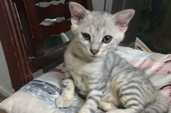 猫咪生完肚子还是很大