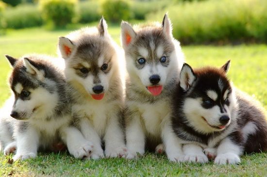 哈士奇幼犬训练方法