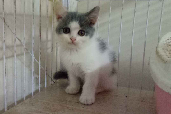 小公猫几个月开始发请