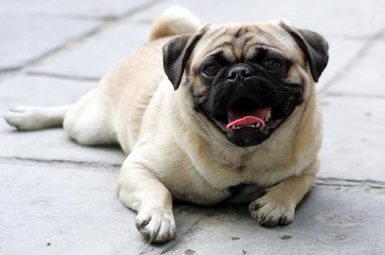 斗牛犬和八哥犬的区别，教你从耳朵上一眼分辨差异
