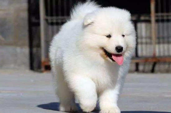 萨摩耶的缺点和优点