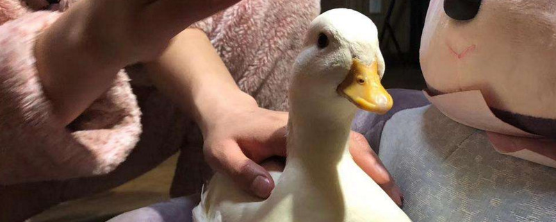 柯尔鸭为什么那么贵