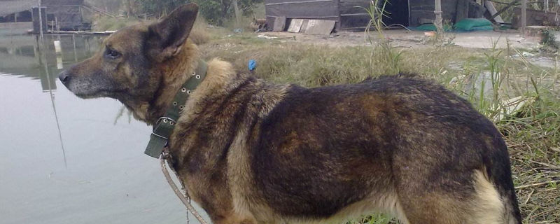 狼青为什么不能当警犬