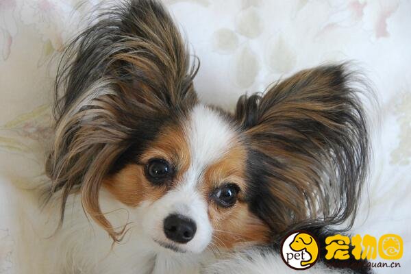 纯种蝴蝶犬价格不低于5000，耳朵像蝴蝶尾巴像松鼠