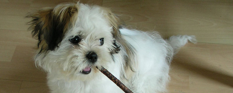 西施犬恨主人的表现
