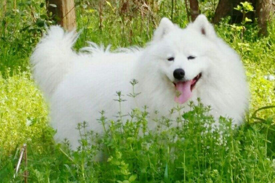 养萨摩耶的十大坏处